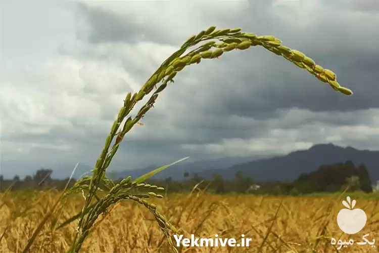 فروش برنج لاهیجان و آستانه اشرفیه در رشت در گروه خرید و فروش برنج در یکمیوه -عکس1