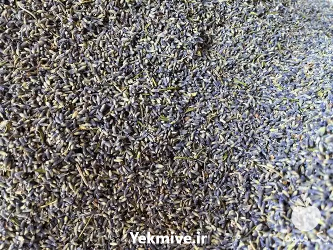 فروش عمده گیاه دارویی اسطوخودوس در رشت در گروه خرید و فروش گیاهان دارویی در یکمیوه -عکس1