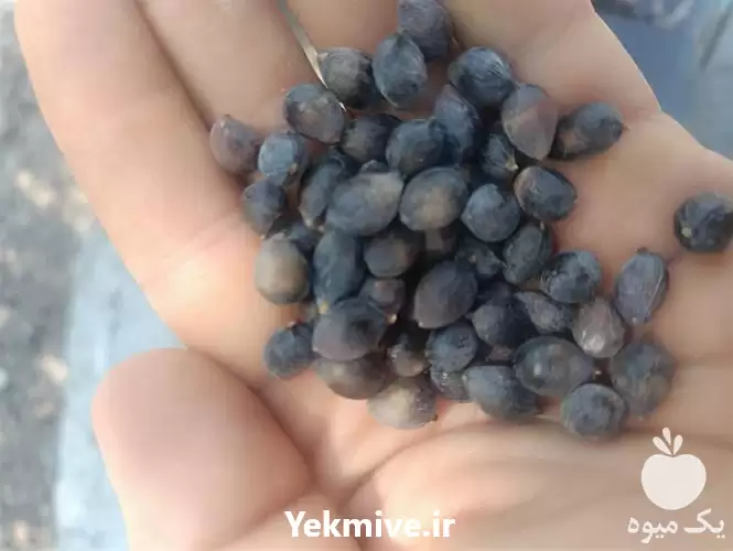 قیمت خرید ویژه میوه نخل اره در جهرم در گروه خرید و فروش میوه خشک در یکمیوه -عکس1