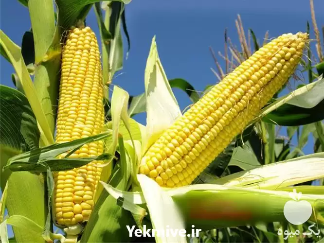 فروش ذرت مکزیکی سوپر شیرین بیسین در گروه خرید و فروش ذرت در یکمیوه -عکس1
