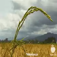 فروش برنج لاهیجان و آستانه اشرفیه در رشت در گروه خرید و فروش برنج در یکمیوه