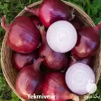 فروش پیاز مرغوب در گروه خرید و فروش پیاز در یکمیوه