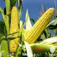 فروش ذرت مکزیکی سوپر شیرین بیسین در گروه خرید و فروش ذرت در یکمیوه