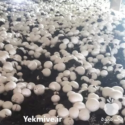 فروش قارچ به صورت عمده در تهران در گروه خرید و فروش قارچ در یکمیوه -عکس1