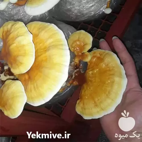 فروش قارچ گانودرمای پرورشی در رشت در گروه خرید و فروش قارچ در یکمیوه -عکس1
