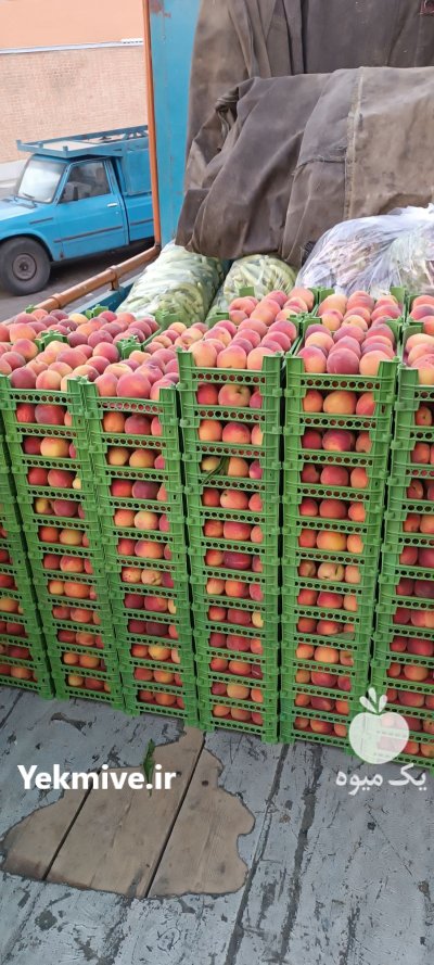 خرید فروش حق العملی زردآلو هلو در گروه حق العمل کاری محصولات کشاورزی در یکمیوه -عکس1