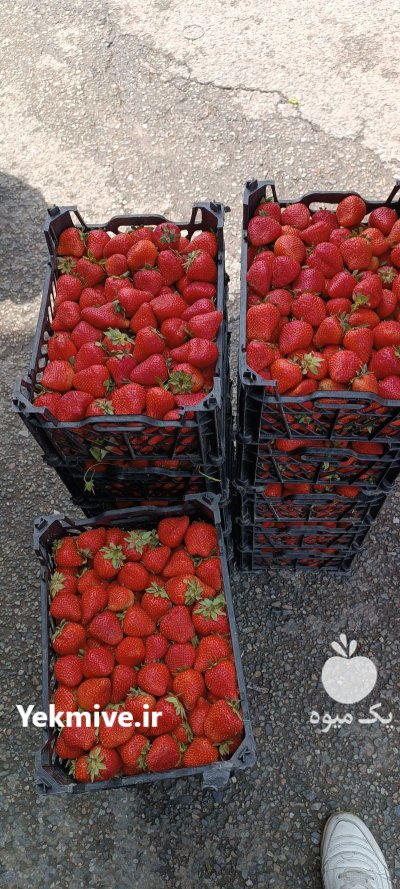 خرید فروش حق العملی زردآلو هلو در گروه حق العمل کاری محصولات کشاورزی در یکمیوه -عکس3