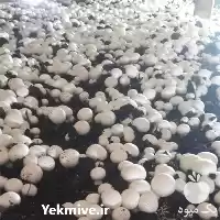 فروش قارچ به صورت عمده در تهران در گروه خرید و فروش قارچ در یکمیوه