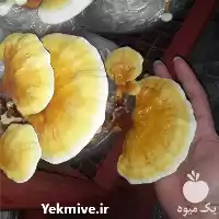فروش قارچ گانودرمای پرورشی در رشت در گروه خرید و فروش قارچ در یکمیوه