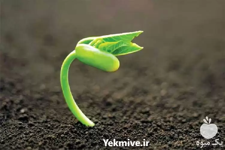 فروش خاک باغچه مناسب گلخانه ها در مشهد در گروه انواع محصولات خاک و تغذیه در یکمیوه -عکس1