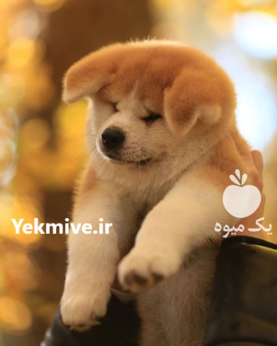 فروش سگ اکیتا در تنکمان در گروه سگ و گربه در یکمیوه -عکس1