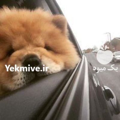 فروش سگ چاو چاو در گروه سگ و گربه در یکمیوه -عکس1