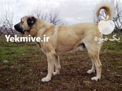 فروش سگ پژدر عراقی در بار  در گروه سگ و گربه در یکمیوه -عکس1