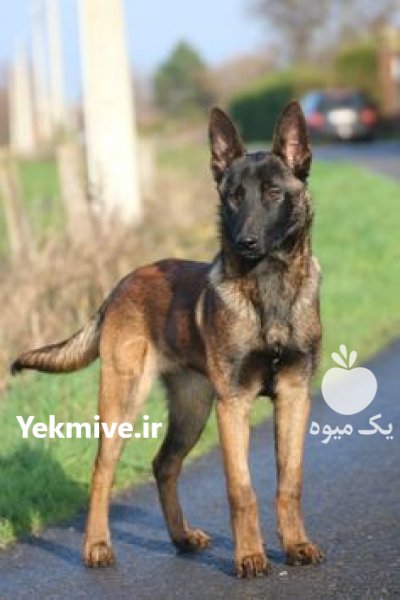 فروش سگ مالینویز در طالقان  در گروه سگ و گربه در یکمیوه -عکس1