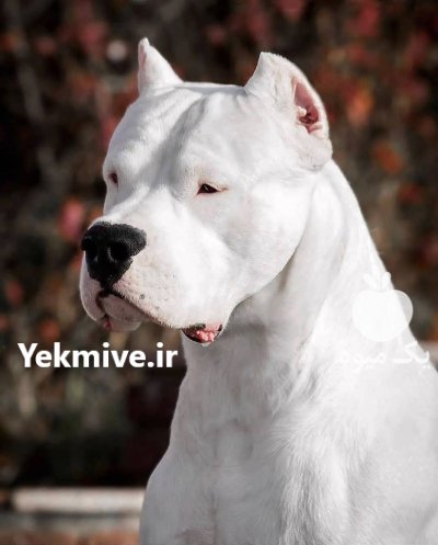 فروش سگ داگو ارژانتینو در چهاردانگه در گروه سگ و گربه در یکمیوه -عکس1
