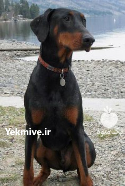 فروش سگ دوبرمن در سیف آباد در گروه سگ و گربه در یکمیوه -عکس1