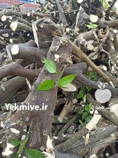 چوب مرکبات شمال در ساری در گروه خرید و فروش چوب مرکبات در یکمیوه -عکس2