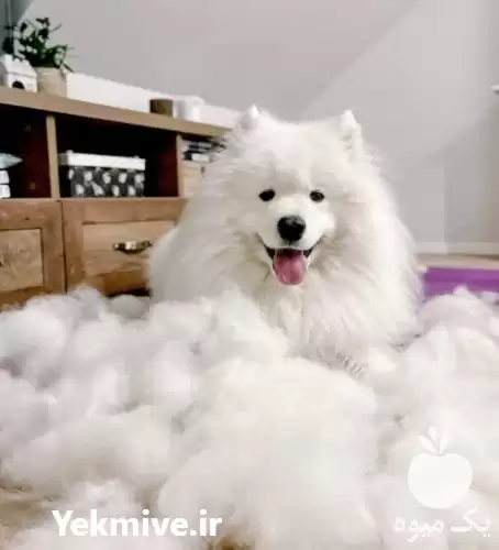 فروش سگ آپارتمانی سگ گارد سگ در تهران در گروه سگ و گربه در یکمیوه -عکس1