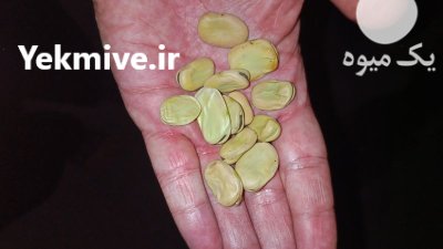 فروش باقاله درجه یک در گروه خرید و فروش محصولات صیفی در یکمیوه -عکس1