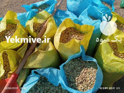 فروش باقاله درجه یک در گروه خرید و فروش محصولات صیفی در یکمیوه -عکس3