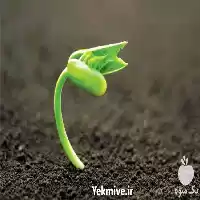 فروش خاک باغچه مناسب گلخانه ها در مشهد در گروه انواع محصولات خاک و تغذیه در یکمیوه