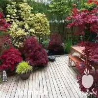 فضای سبز اصلاح خاک در تهران در گروه سازنده در یکمیوه