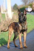 فروش سگ مالینویز در طالقان  در گروه سگ و گربه در یکمیوه