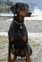 فروش سگ دوبرمن در سیف آباد در گروه سگ و گربه در یکمیوه
