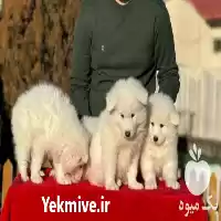 فروش چاوچاو سگ آپارتمانی چاوچاو در اصفهان در گروه سگ و گربه در یکمیوه