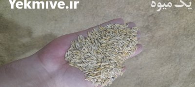 جو محلی گلستان در گرگان در گروه خرید و فروش گندم و جو در یکمیوه -عکس1