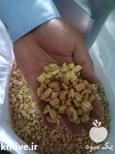 خرید بادام زمینی در تهران در گروه خرید و فروش بادام در یکمیوه -عکس1