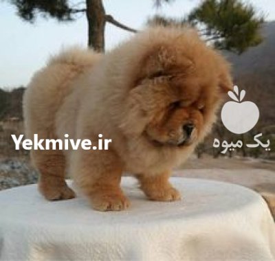 فروش سگ حرفه ای چاو جاو در کمال شهر در گروه سگ و گربه در یکمیوه -عکس1