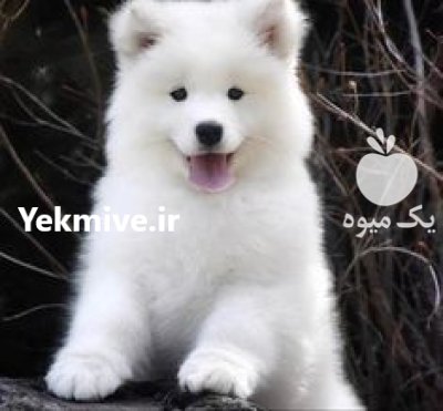 فروش سگ خندان سامویید سگ سامویید در گرمدره در گروه سگ و گربه در یکمیوه -عکس1