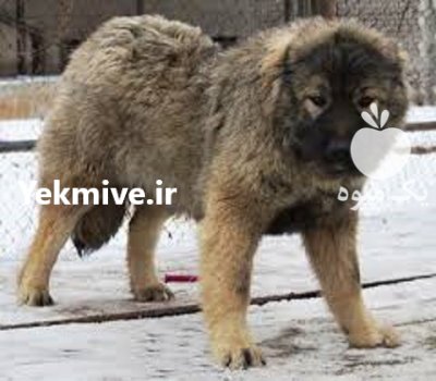فروش سگ قفقازی سگ شاهسون فقط در کرج در گروه سگ و گربه در یکمیوه -عکس1