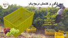 سبد انگور کشمش درجه یک سبد در گروه خرید و فروش انواع سبد در یکمیوه