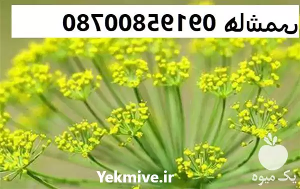 قیمت خرید روغن آنغوزه در تهران در گروه خرید و فروش انواع روغن در یکمیوه -عکس1