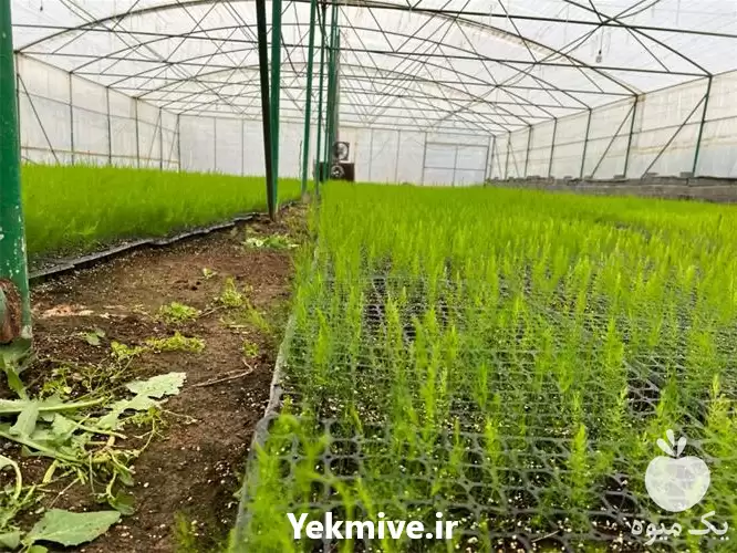 قیمت خرید درجه یک نشا مارچوبه در گروه خرید و فروش نشا در یکمیوه -عکس1