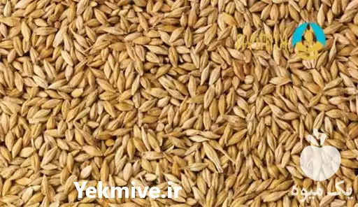 قیمت خرید جو محلی در گروه خرید و فروش گندم و جو در یکمیوه -عکس1