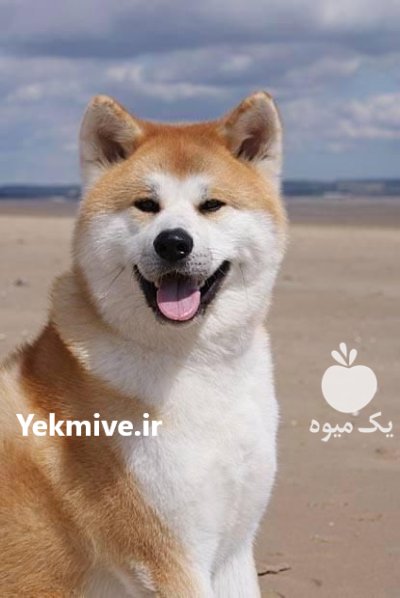 خرید و فروش سگ اکیتا در گروه سگ و گربه در یکمیوه -عکس1
