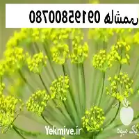 قیمت خرید روغن آنغوزه در تهران در گروه خرید و فروش انواع روغن در یکمیوه
