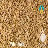 قیمت خرید جو محلی در گروه خرید و فروش گندم و جو در یکمیوه