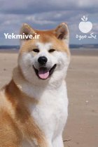 خرید و فروش سگ اکیتا در گروه سگ و گربه در یکمیوه