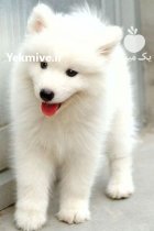 خرید و فروش سگ سامویید سگ در گروه سگ و گربه در یکمیوه