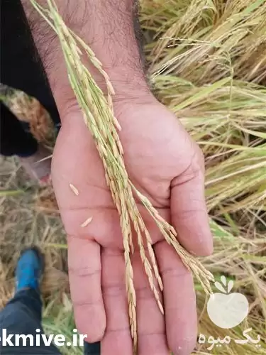 برنج فجر سوزنی فروش برنج در گرگان در گروه خرید و فروش برنج در یکمیوه -عکس1