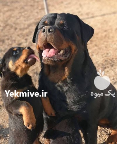 خرید و فروش سگ روتوایلر در گرمدره در گروه سگ و گربه در یکمیوه -عکس1