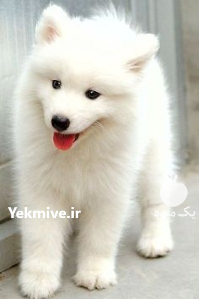 خرید و فروش سگ ژرمن شپرد در کوهسار در گروه سگ و گربه در یکمیوه -عکس1