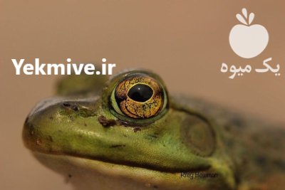 فروش قورباغه آزمایشگاهی در تجریش در گروه خدمات دام و طیور در یکمیوه -عکس1