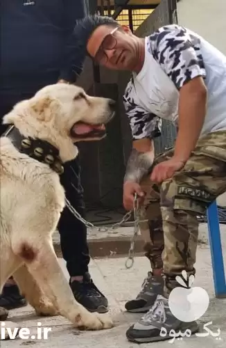 سگ نگهبان فروش سگهای قیمت مناسب در تهران در گروه سگ و گربه در یکمیوه -عکس1