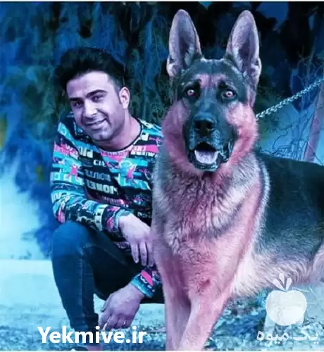 سگ سفت سگ نگهبان فروش سگ در تهران در گروه سگ و گربه در یکمیوه -عکس1