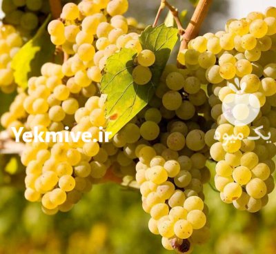 فروش انگور درب باغ یا ارسال در جهرم در گروه خرید و فروش انگور در یکمیوه -عکس1